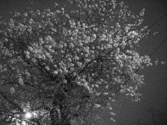 夜桜(18k) 