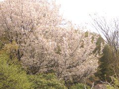 桜屋敷(18k) 