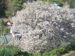 白団子桜(18k) 
