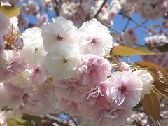 菊名池の桜(18k) 13日撮影