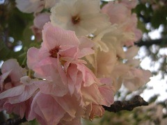 紅変する桜(15k) 18日撮影