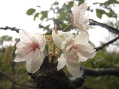 鬱金桜(18k) 