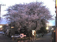 菊名三叉路桜(18k) 