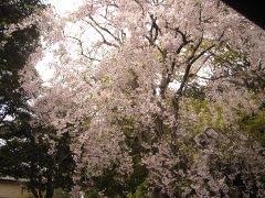 枝垂れ桜(18k) 13日撮影