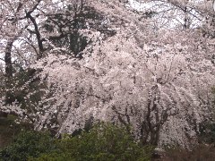 白幡池の桜(18k) 