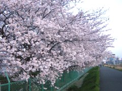 太尾堤の桜(18k) 