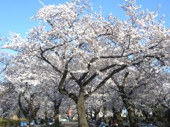 権現山の桜(18k) 