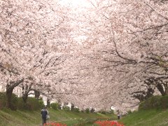 江川の桜(18k) 