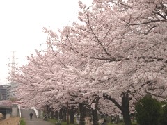 桜並木(18k) 