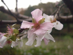 冬桜(13k) 10月22日撮影