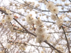 岸根公園の梅(18k) 1月14日撮影