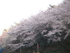 篠原園地の桜(18k) 