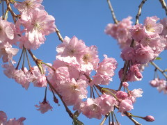 白幡池の桜(18k) 4月10日撮影