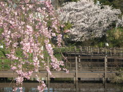 白幡池の桜(18k) 4月10日撮影