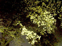 夜桜(18k) 