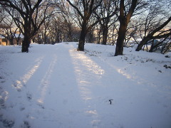 雪の桜山公園(18k) 