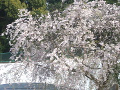 花木園の枝垂れ桜(18k) 1日撮影