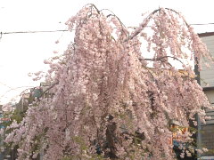 菊名の枝垂れ桜(18k) 