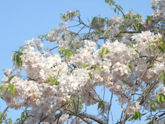 大口の枝垂れ桜(18k) 3日撮影