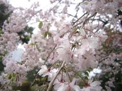 MM21の枝垂れ桜(18k) 