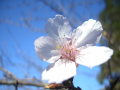 桜(18k) 