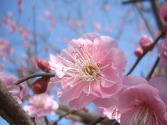 桃色の梅の花(18k) 10日撮影