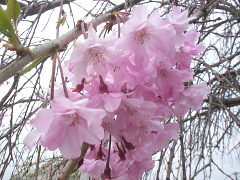 枝垂れ桜(18k) 