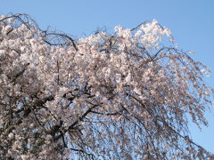枝垂れ桜(18k) 6日撮影