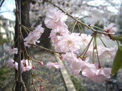 枝垂れ桜(18k) 7日撮影