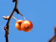 ヒメリンゴ(18k) 
