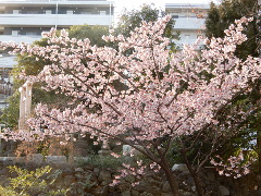 早咲き桜(20k) 8日撮影