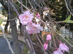 枝垂れ桜(18k) 