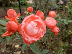 山下公園のバラ(18k) 11月29日撮影