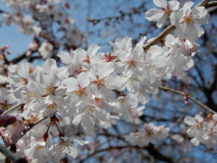 枝垂れ桜(18k) 20日撮影