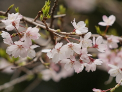 枝垂れ桜(42k) 3月27日撮影