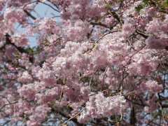 枝垂れ桜(58k) 2日撮影