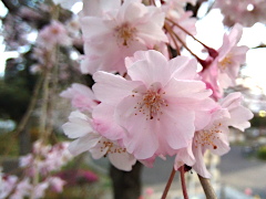 枝垂れ桜(25k) 