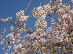 枝垂れ桜(56k) 