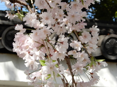 枝垂れ桜(47k) 