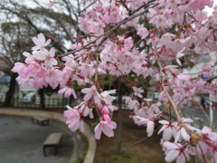 枝垂れ桜(23k) 