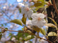 葉桜(21k) 