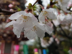 雨桜(16k) 