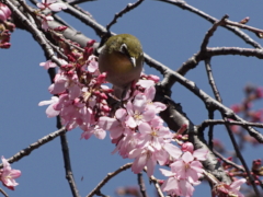 枝垂れ桜(47k) 3月30日撮影