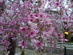 枝垂れ桜(26k) 