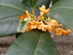 キンモクセイ(17k) 10日撮影