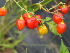 ハバネロ(22k) 18日撮影