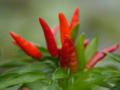 タカノツメ(17k) 18日撮影