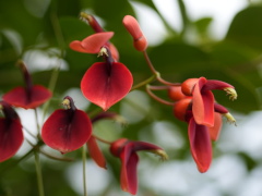 カイコウズ(20k) 18日撮影