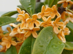 キンモクセイ(20k) 