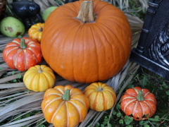 横浜市イギリス館(37k) 17日撮影